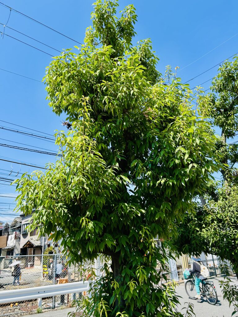 剪定前のカシの木