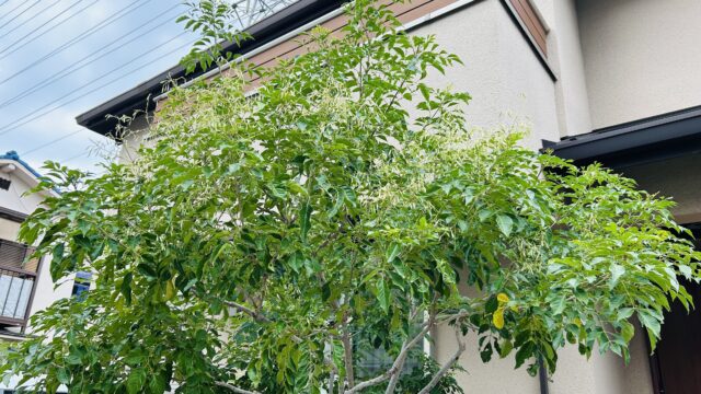 剪定前のシマトネリコ