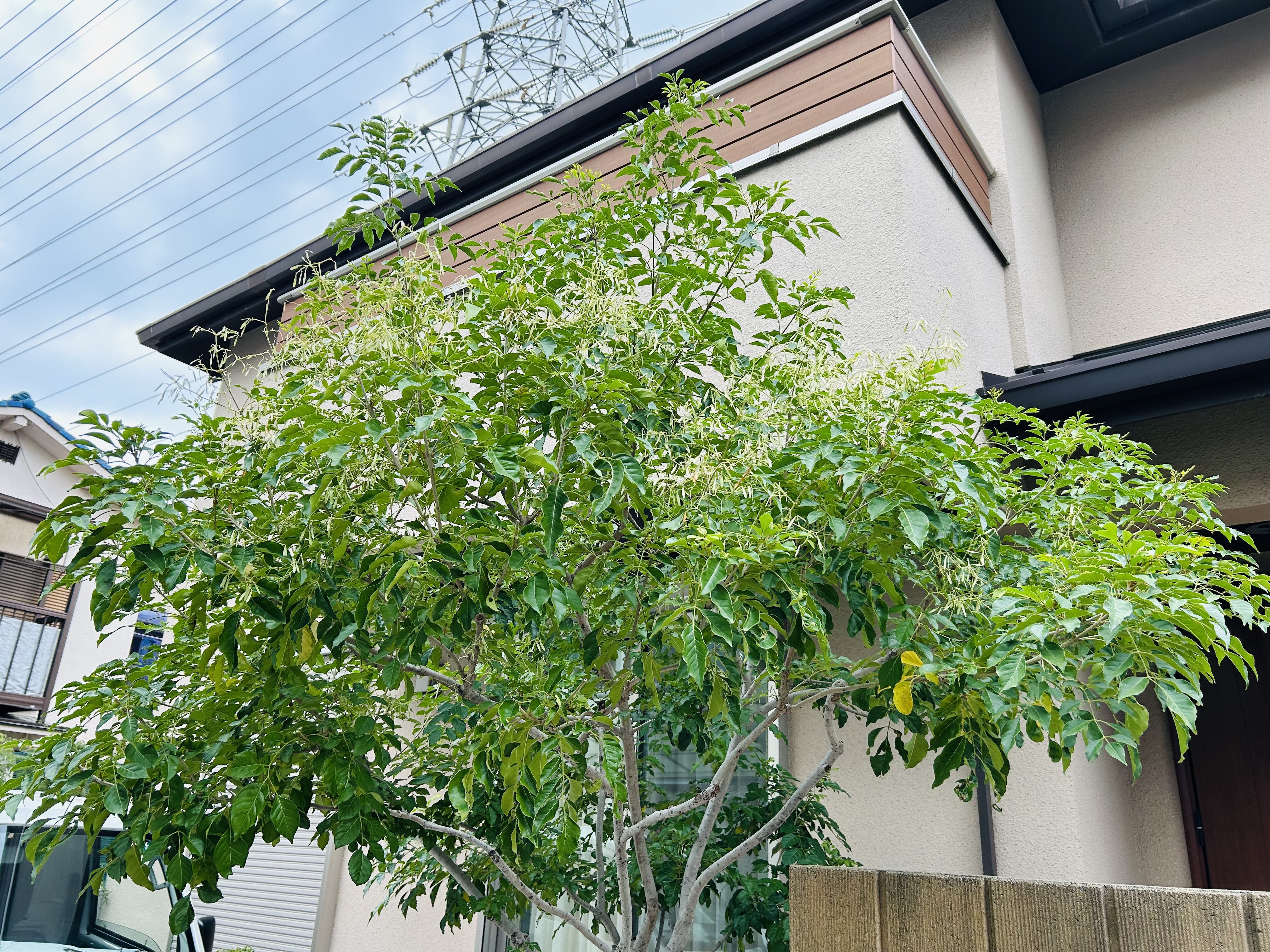 シマトネリコの剪定と注意点｜「最初は可愛い」から数年で巨大化する前