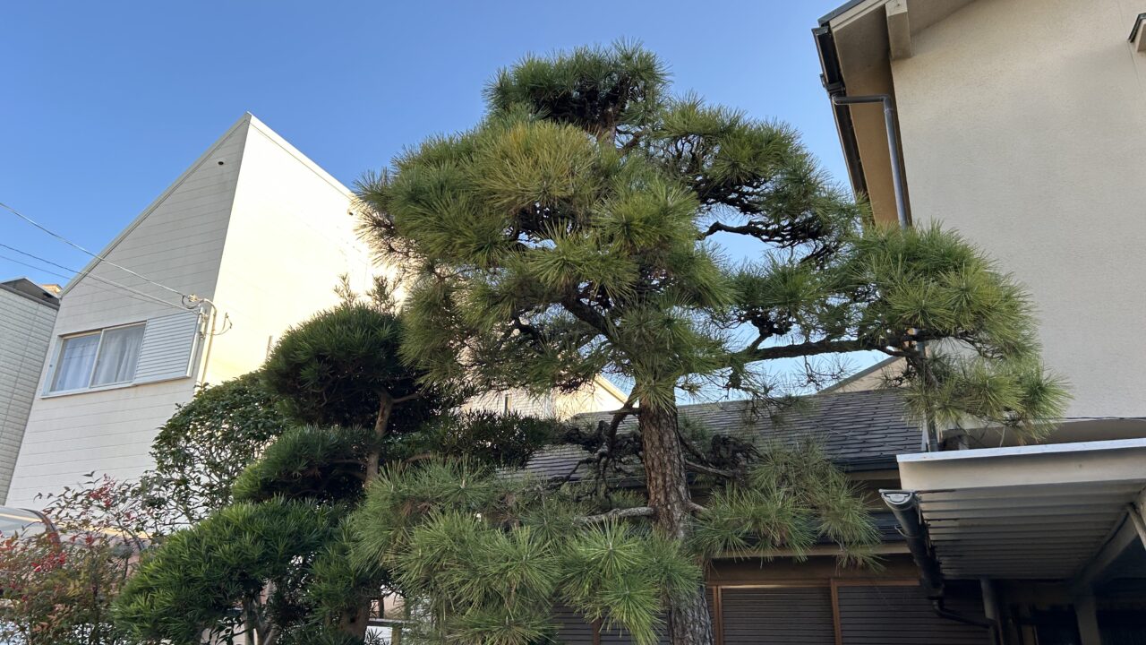 剪定前の黒松