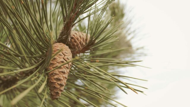 剪定前の松の木