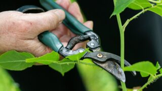 庭木の剪定作業｜剪定ばさみで不要な新芽を切る様子