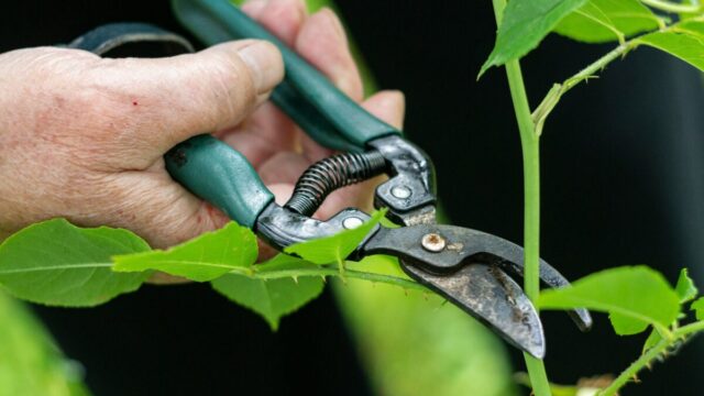 庭木の剪定作業｜剪定ばさみで不要な新芽を切る様子