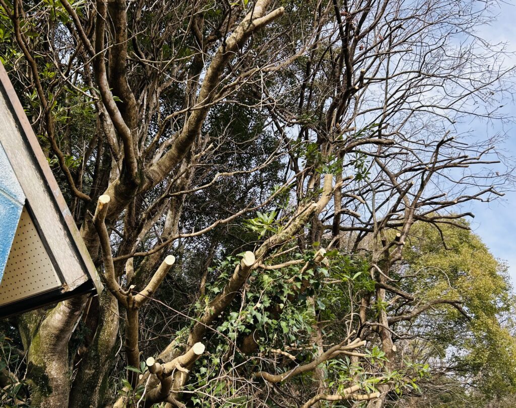 強剪定した木