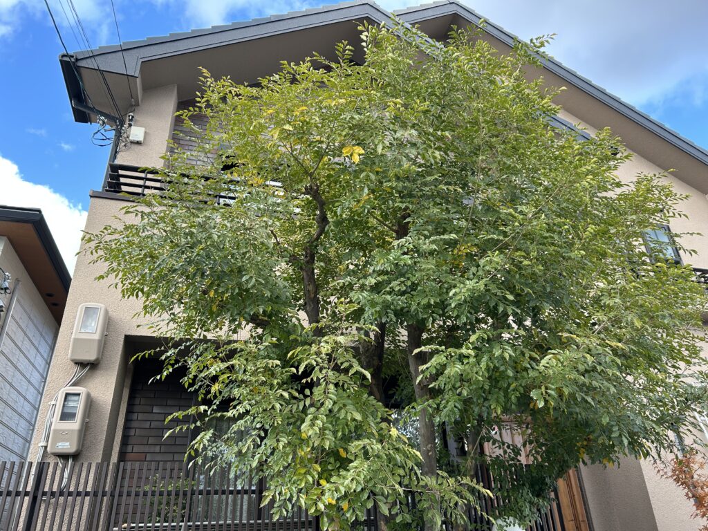 大きくなったシマトネリコ