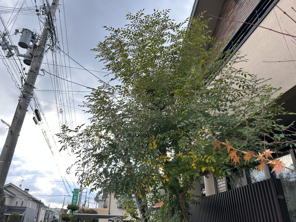 大きくなったシマトネリコ