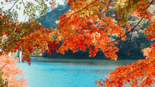 紅葉したモミジ