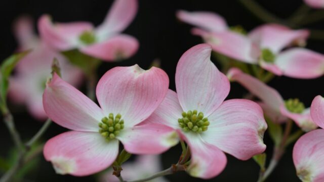 ヤマボウシの花