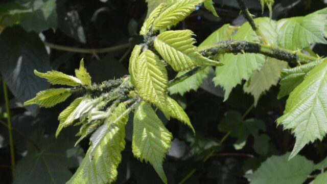 アブラムシがついた木