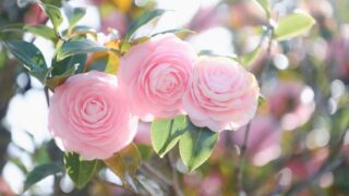 開花したツバキ