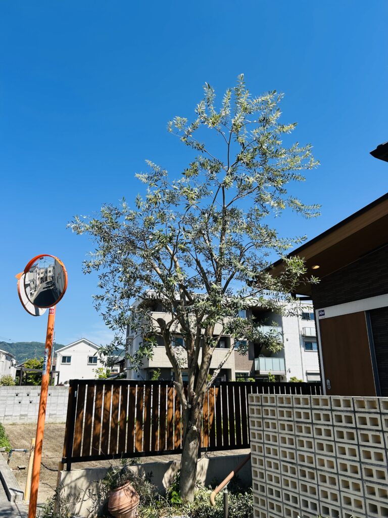 オリーブ